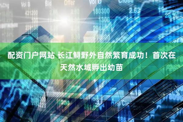 配资门户网站 长江鲟野外自然繁育成功！首次在天然水域孵出幼苗